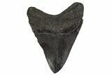 Fossil Megalodon Tooth - South Carolina #332071-2